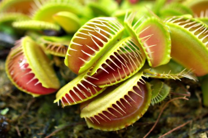 How to make a venus fly trap decoration